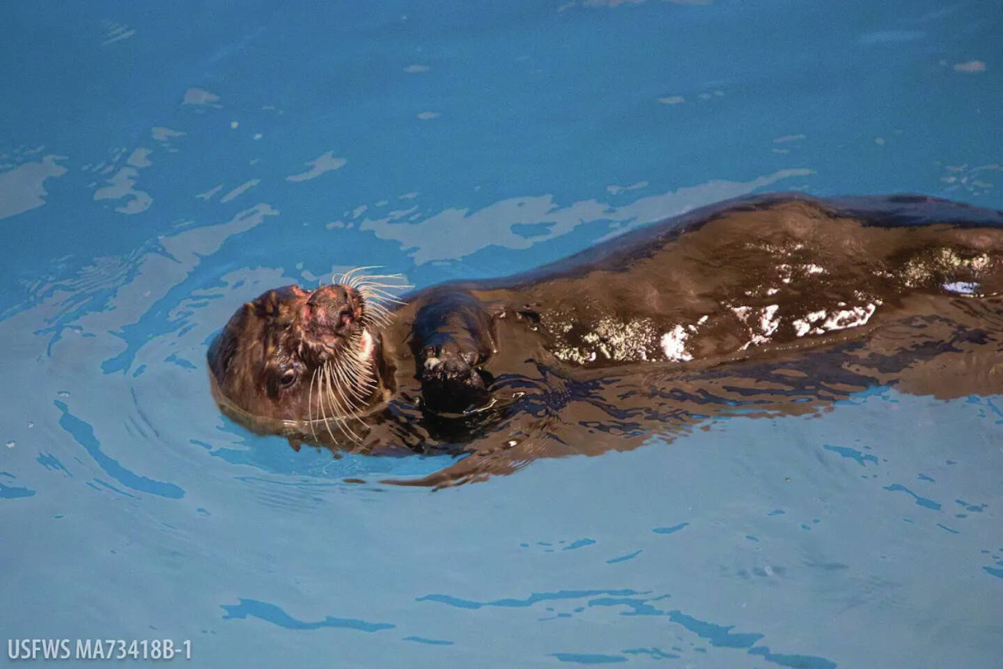 A juvenile northern sea otter was rescued by the Alaska SeaLife Center’s Wildlife Response Team on Nov. 16<ins>, 2024,</ins> in Seward<ins>, Alaska</ins>. (Photo by Kaiti Grant/courtesy Alaska SeaLife Center)