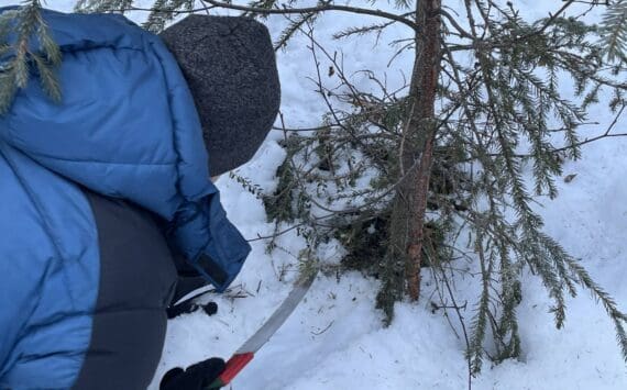 Clarion Sports Editor Jeff Helminiak harvests a newsroom Christmas tree from the Kenai National Wildlife Refuge near Arc Lake outside of Soldotna, Alaska, on Dec. 3, 2023. (Jake Dye/Peninsula Clarion)