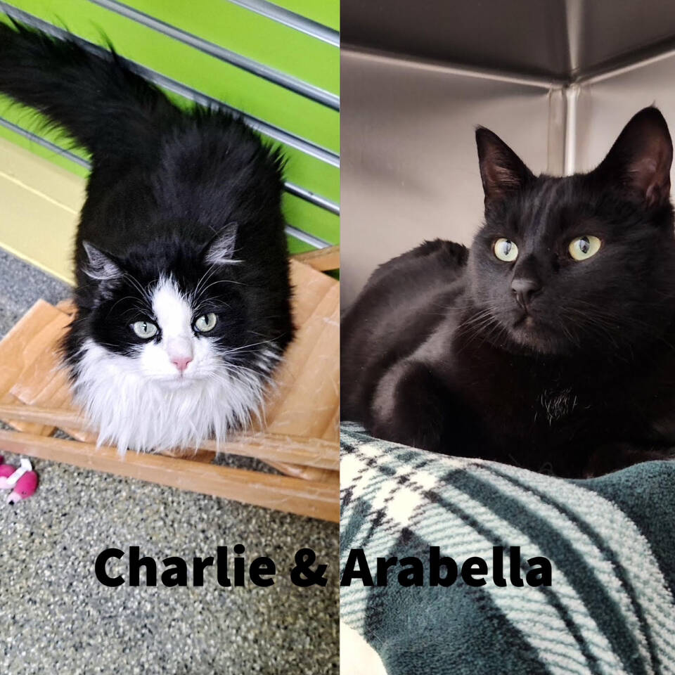 Charlie and Arabella, 5-year-old females. Photo courtesy of Homer Animal Shelter