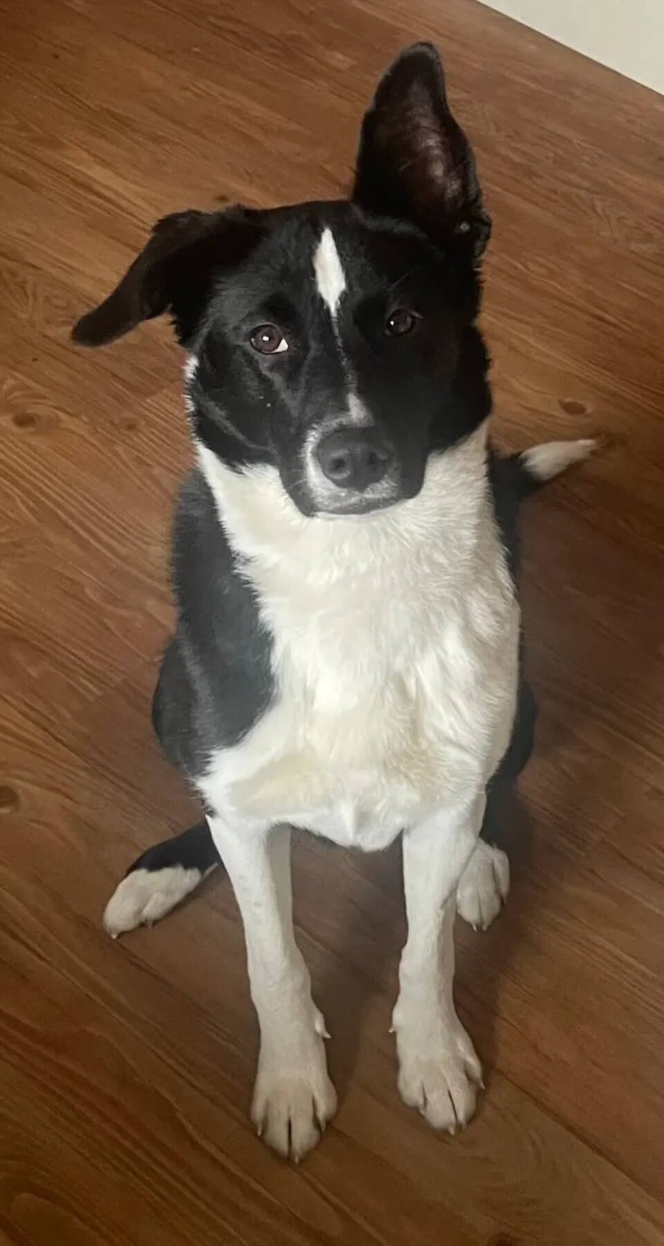 Bella, 2-year-old female husky mix. Photo courtesy of Homer Animal Shelter