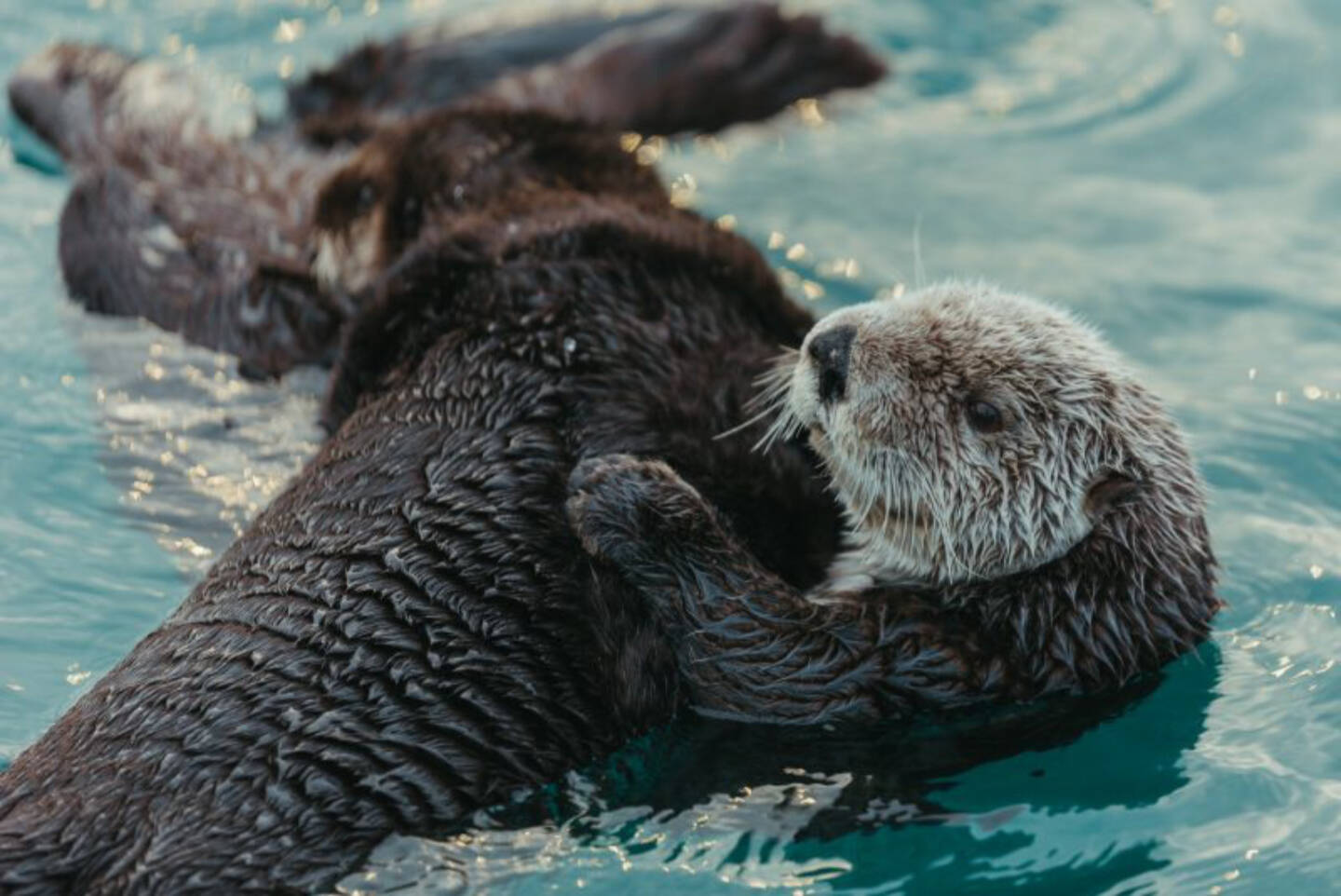 “Otters,” a photograph by Mercedes Santana, will be on display in her solo exhibit at Homer Council on the Arts, open Jan. 6 through March 4, 2025, in Homer, Alaska. Photo provided by Homer Council on the Arts