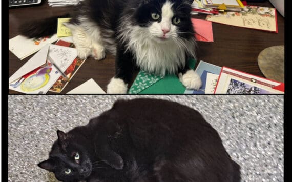 Charlie and Arabella, 5-year-old females. Photo courtesy of Homer Animal Shelter