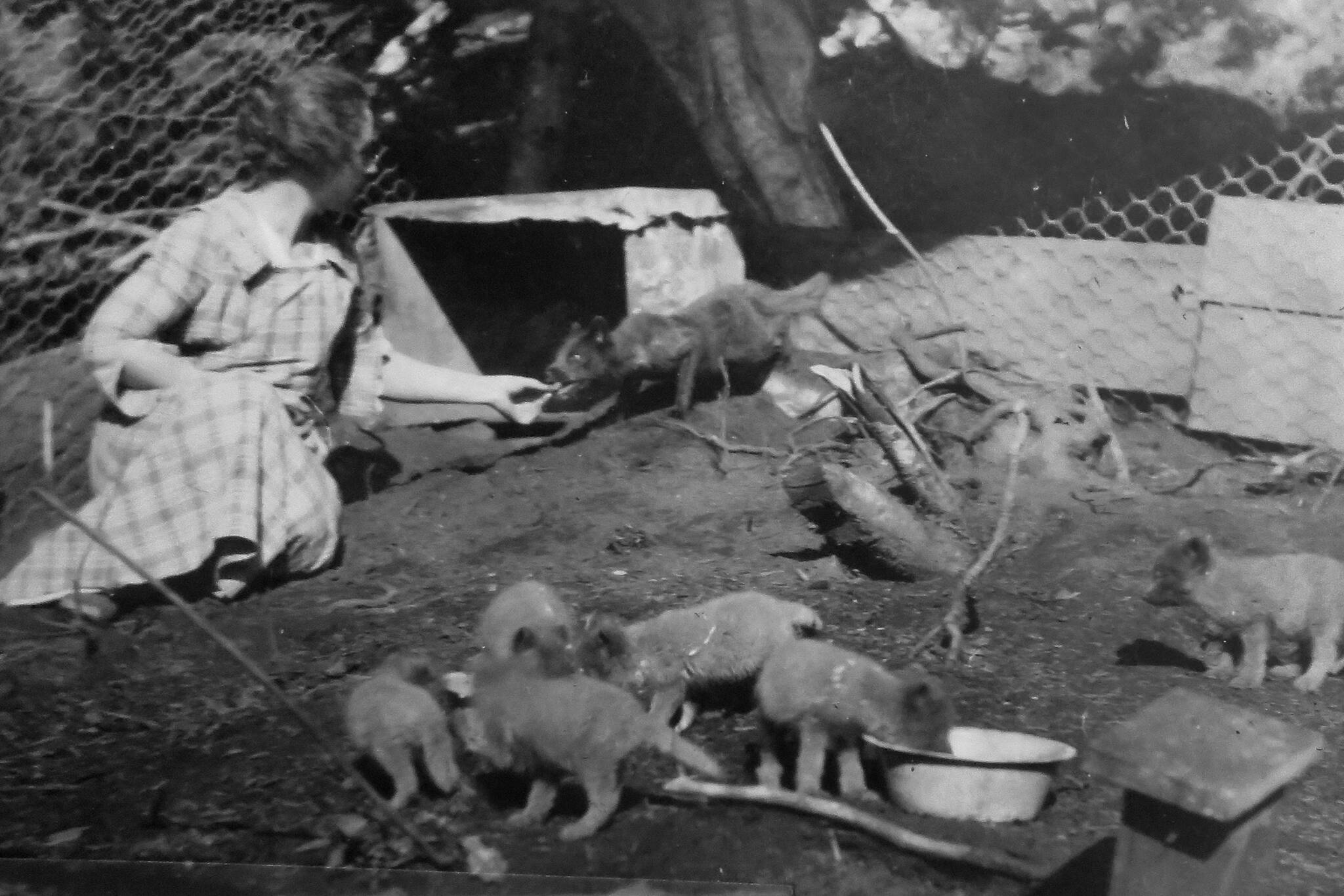 Nellie McCullagh feeds a pen-raised fox on her family’s farm in Kachemak Bay, in 1922. (Photo courtesy of the Peggy Arness Collection)