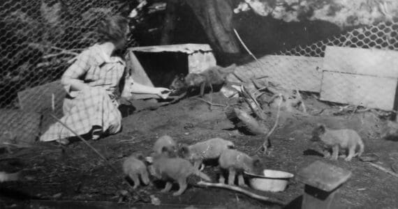 Photo courtesy of the Peggy Arness Collection
Nellie McCullagh feeds a pen-raised fox on her family’s farm in Kachemak Bay, in 1922.