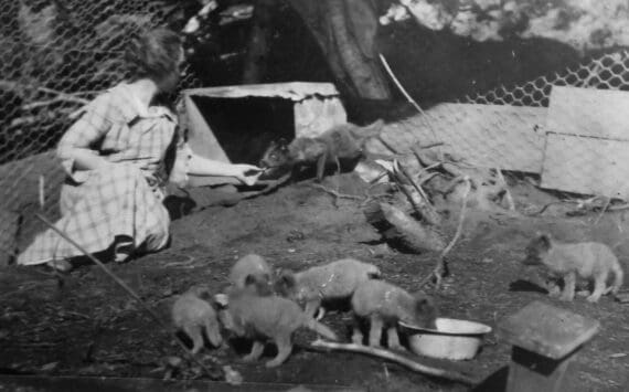 Photo courtesy of the Peggy Arness Collection
Nellie McCullagh feeds a pen-raised fox on her family’s farm in Kachemak Bay, in 1922.