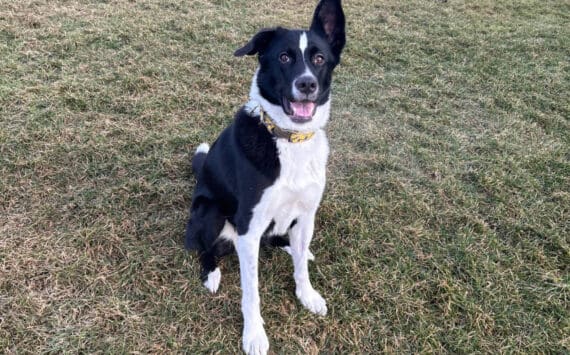 Bella, 2.5-year-old female. Photo courtesy of Homer Animal Shelter