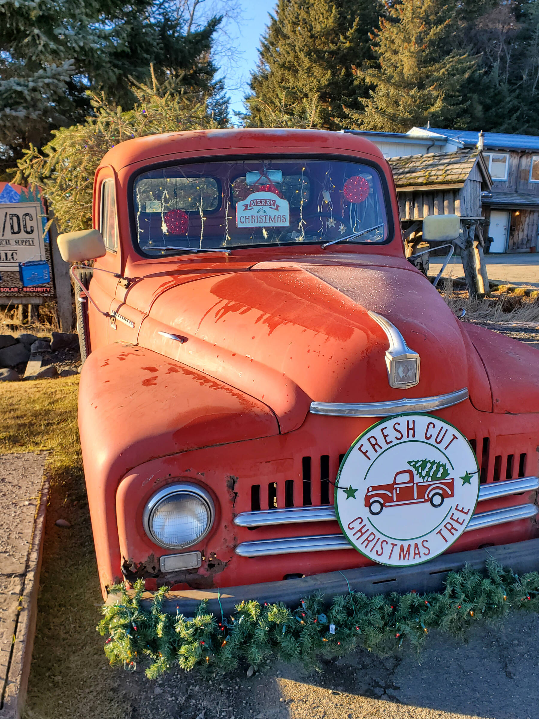 An old truck belonging to Homer’s Jeans advertises fresh-cut Christmas trees on Thursday, Jan. 2, 2025, in Homer, Alaska. (Delcenia Cosman/Homer News)