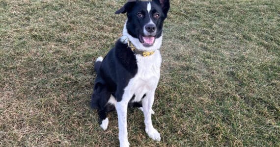 Bella, 2.5-year-old female. Photo courtesy of Homer Animal Shelter