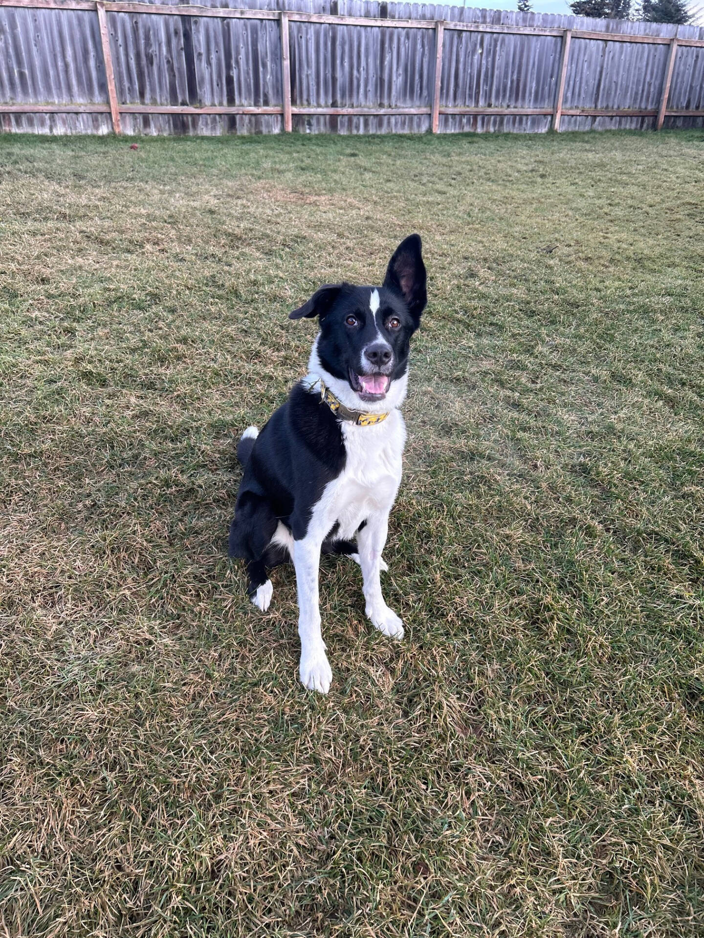 Bella, 2.5-year-old female. Photo courtesy of Homer Animal Shelter