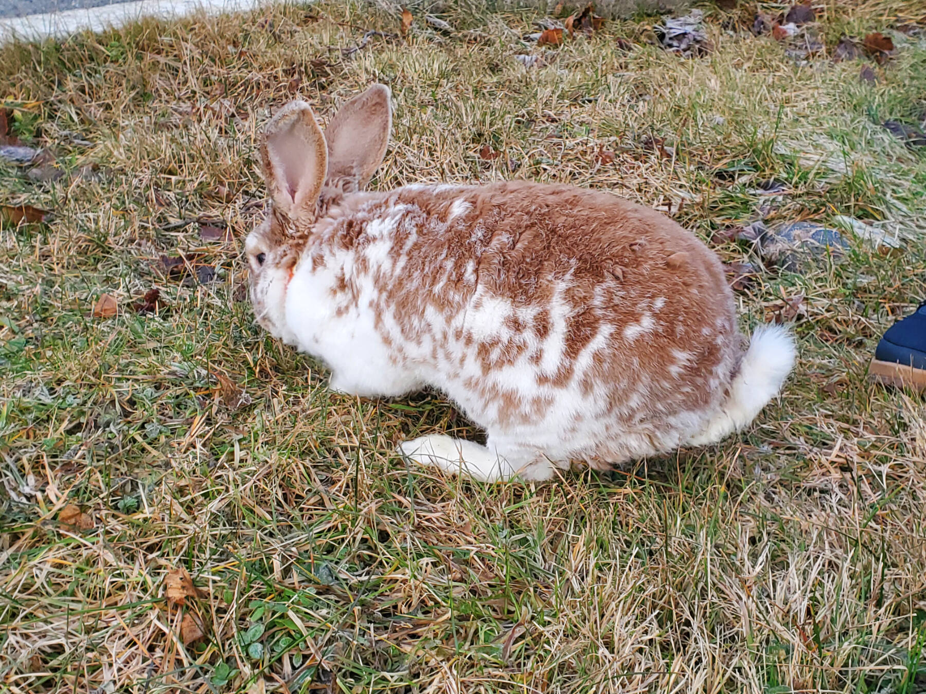 A rabbit named Pet plays in the grass on Tuesday, Jan. 14, 2025, in Homer, Alaska. (Delcenia Cosman/Homer News)