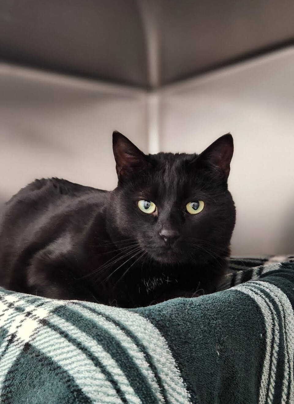 Arabella, 5-year-old female. Photo courtesy of Homer Animal Shelter